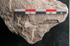 Foto (Detailansicht) von Dictyopteris brongniarti Gutb. (NHMW-GEO-2024-0188-10954)